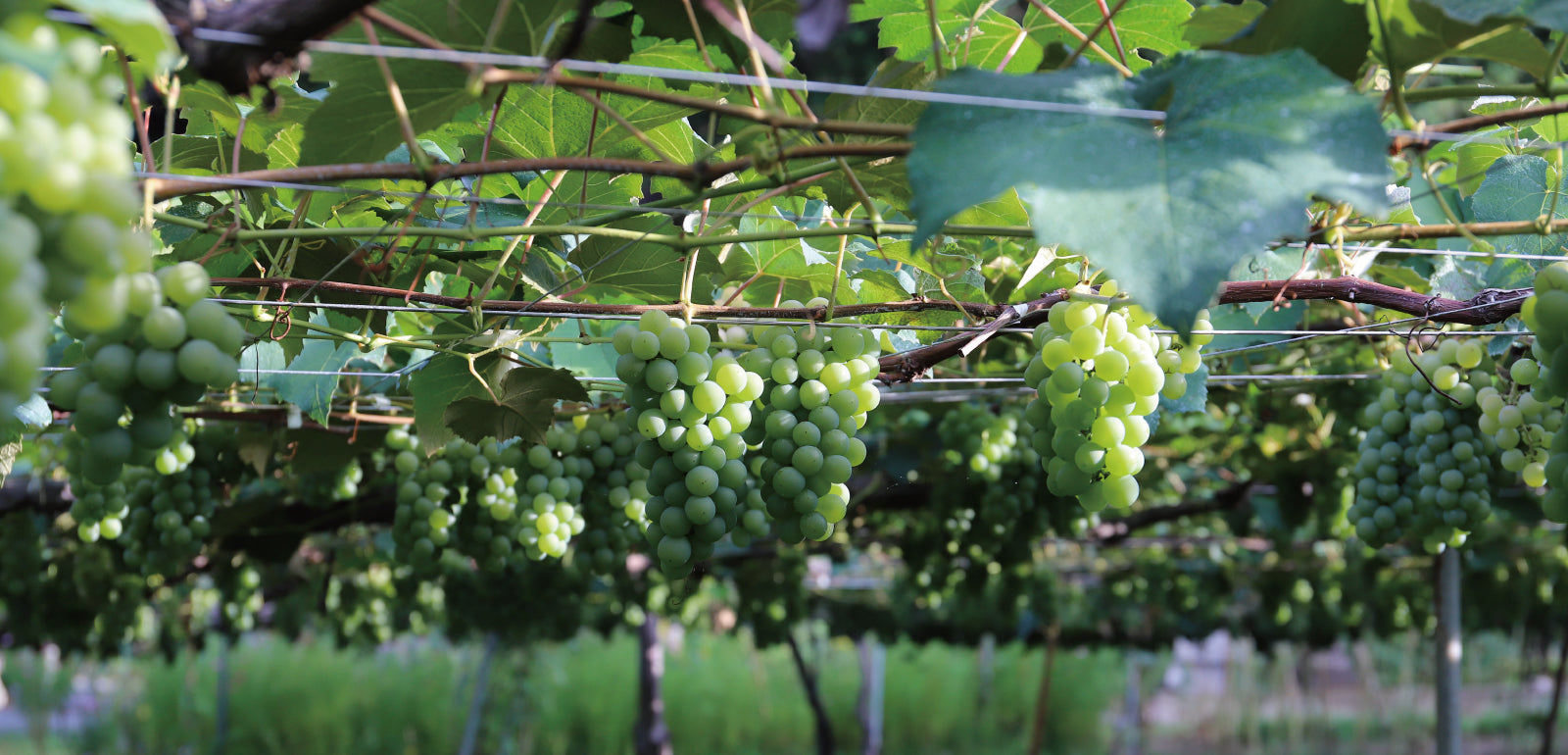 ルヴァン デュ ボヌール - Le vent du bonheur - | ベリービーズ