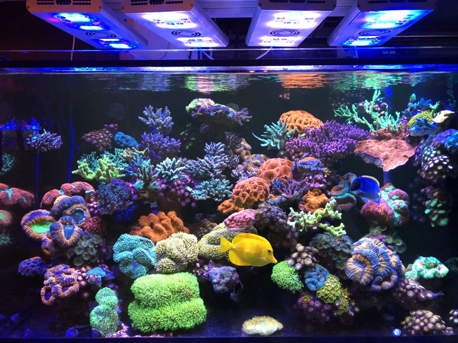 Volx Japan Grassy Core LED 2R – MyAquariumshops