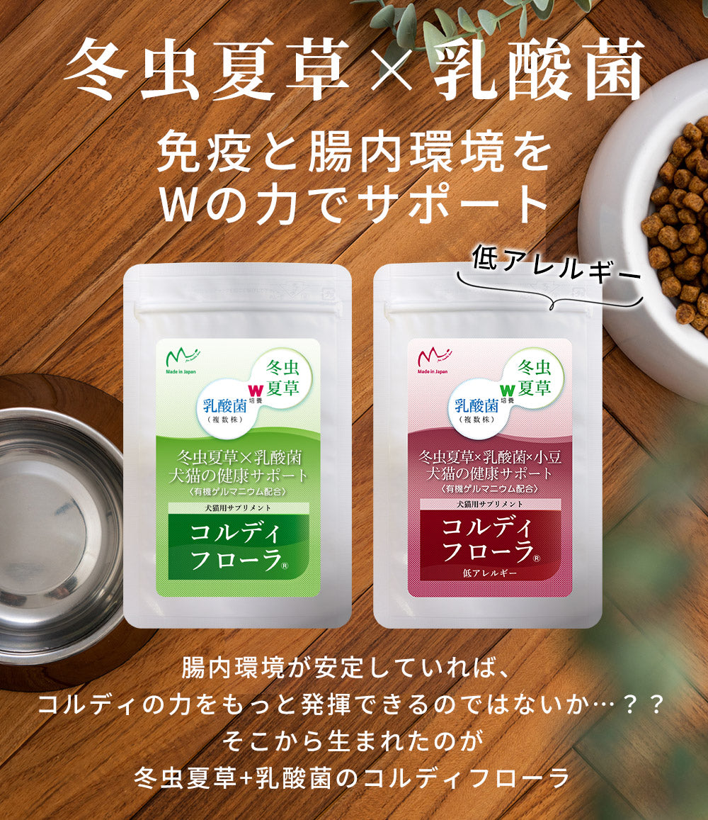 免疫力・健康維持・腸内環境維持に 【コルディフローラ】 日本製