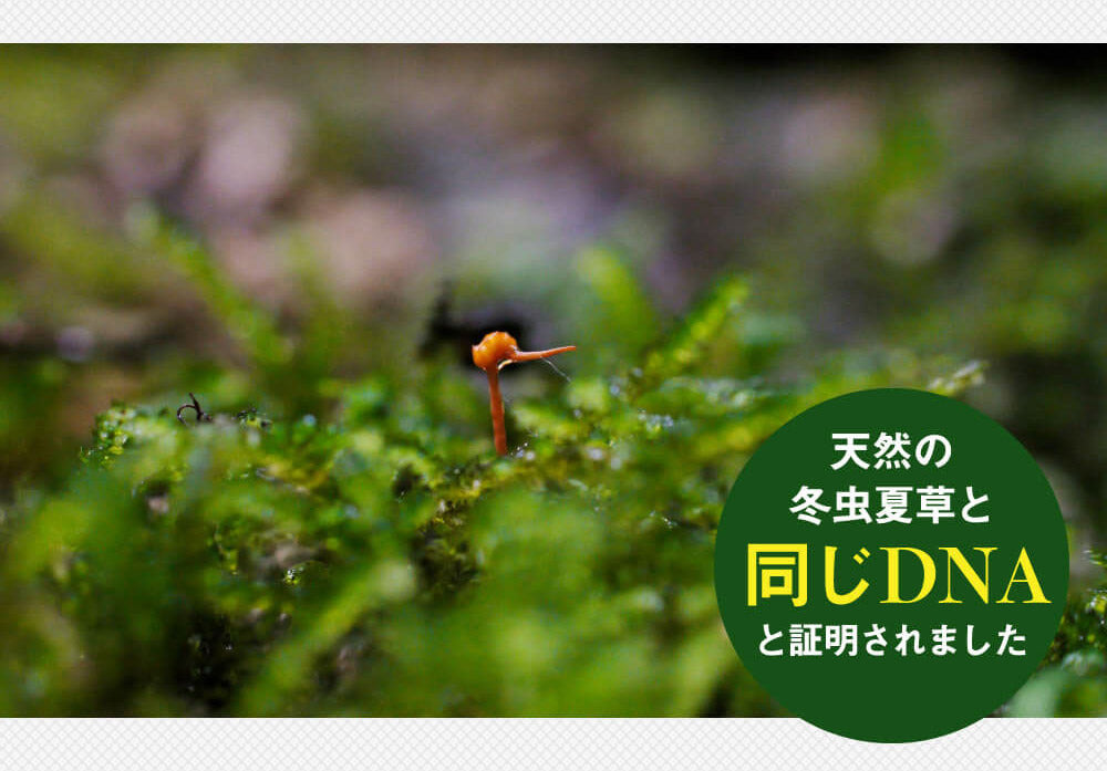 免疫力・健康維持・腸内環境維持に 【コルディフローラ】 日本製