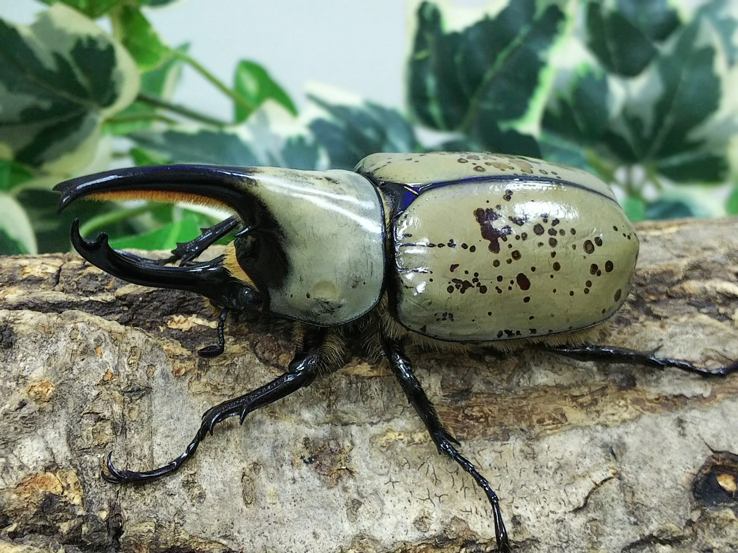 サタンオオカブト！大型！標本！