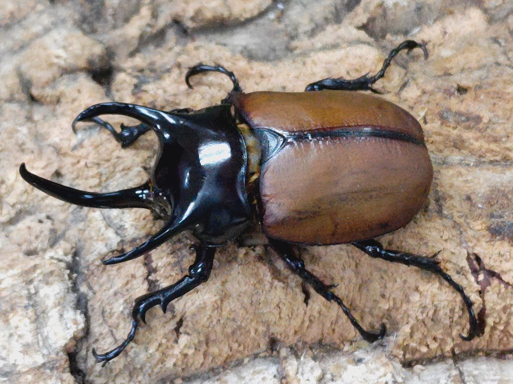 コロンビア産 本物アルレキンカブトムシ標本 12×16cm