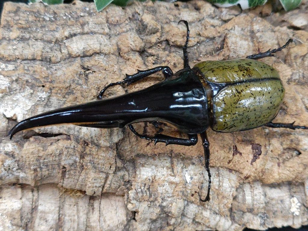 モリシマイヘラクレス標本115ミリ モリシマイ ヘラクレス 標本 115ミリ