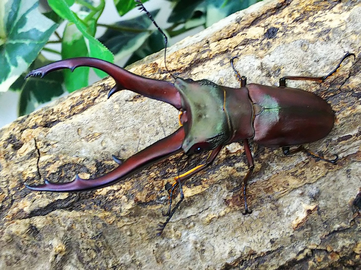 特大エラフスホソアカクワガタ（美麗個体）標本