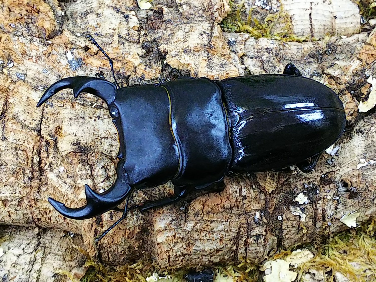 750mmオーバー1000mm世界のクワガタオオクワガタヒラタクワガタなど21