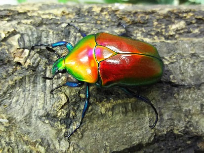 ハナムグリ・カナブン等 – クワガタムシ・カブトムシ昆虫専門店COLORS