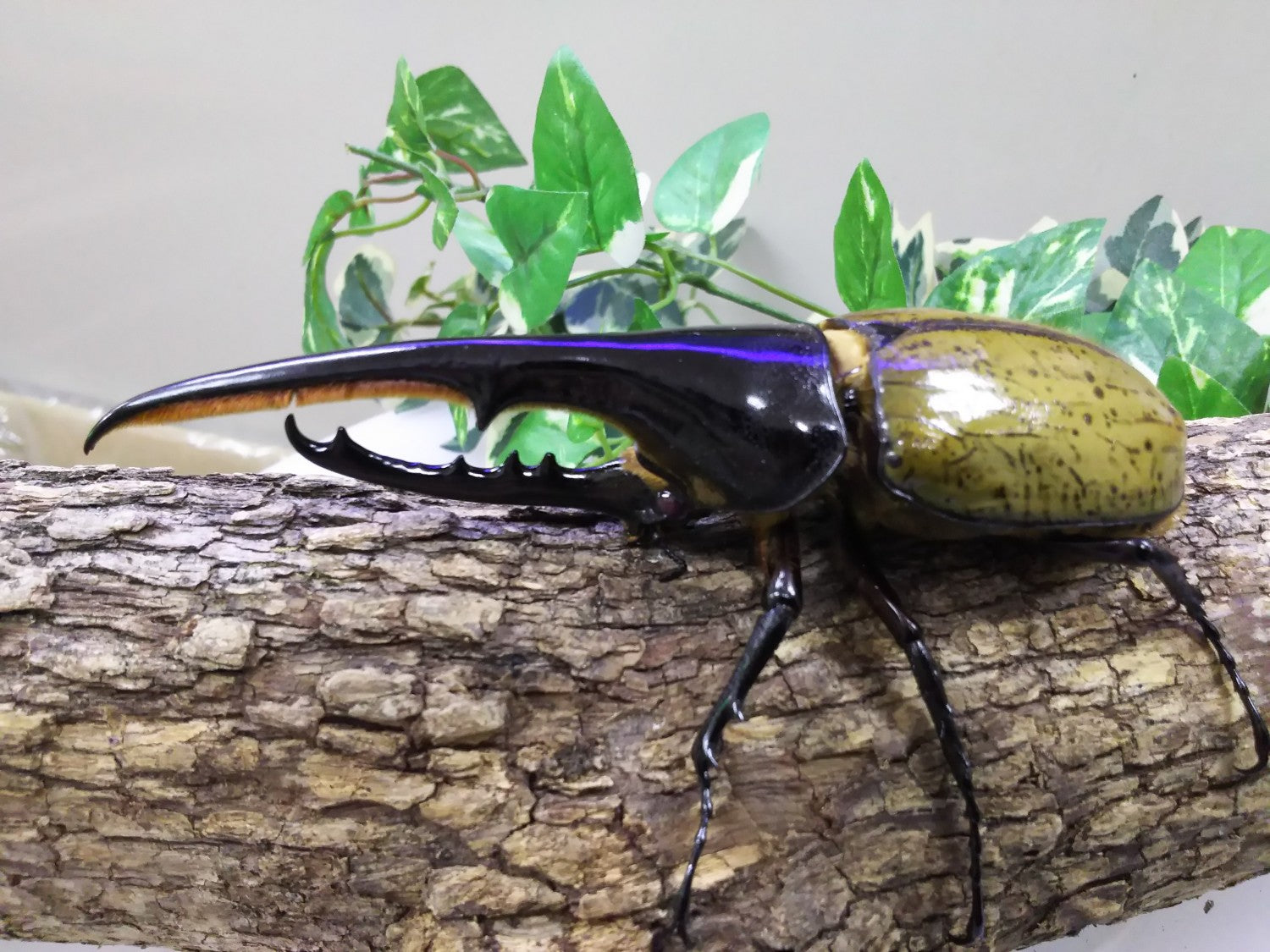 ヘラクレス等 – クワガタムシ・カブトムシ昆虫専門店COLORS