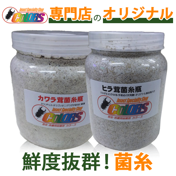 標本 クワガタモドキ ラオス産 72㎜ 標本 クワガタモドキ ラオス産 72