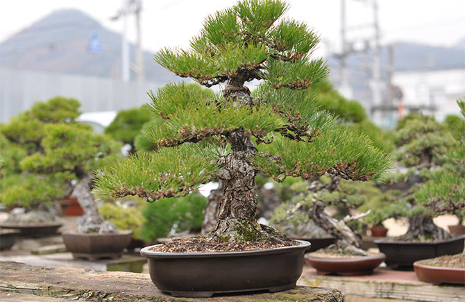秀峰 楕円 太鼓 盆栽鉢 やや大きめ 秀峰 楕円 太鼓 盆栽鉢 やや大きめ