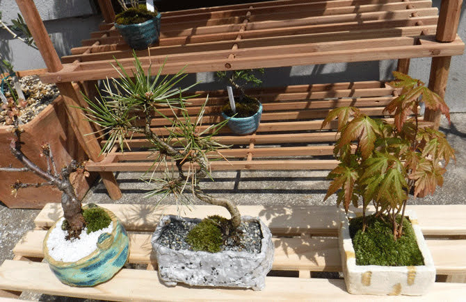 盆栽鉢植木鉢陶芸園芸盆栽