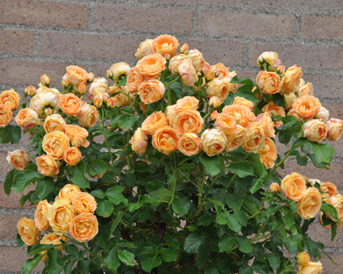 花数すごい！「ラ・ドルチェヴィータ」 – はなはなショップ