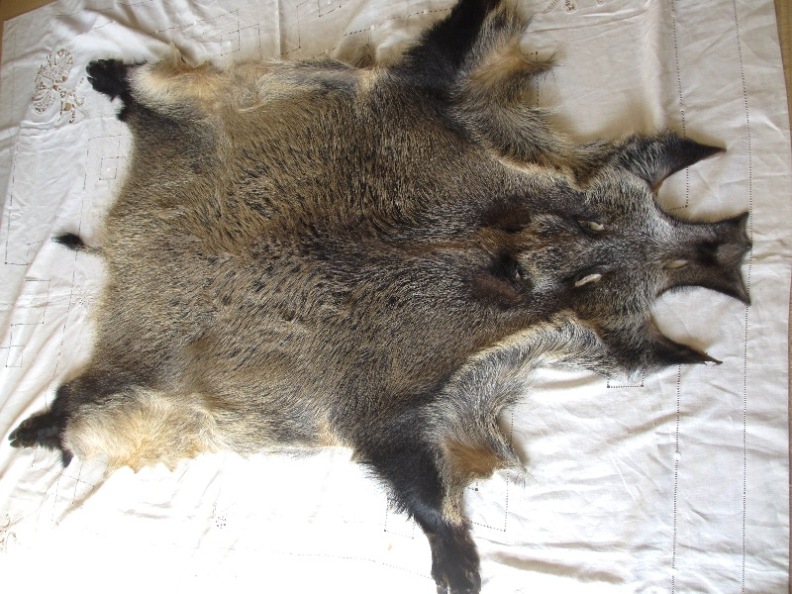 イノシシの毛皮