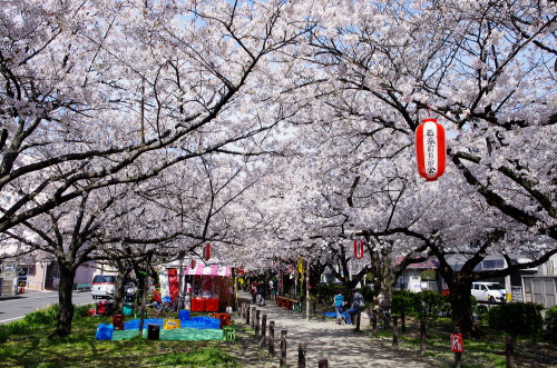 桜並木さま専用 DouglasLaingEpicurean&TheIleachCASK(桜並木様 春町