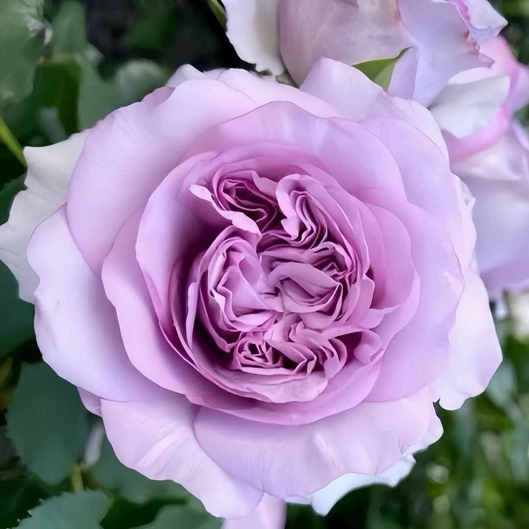 希少】SAYS FARM IYASA A ROSE 2023 Harvest Of Roses In North