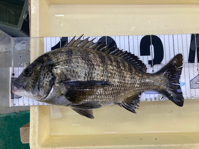 芦屋店限定チヌダービーエントリーNO44(^^)/ ZIMA59様 | フィッシング