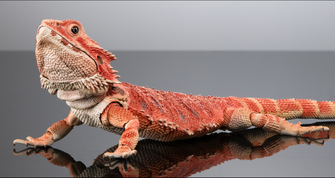 いきもの大図鑑プレミアム フトアゴヒゲトカゲ レッド&イエローセット