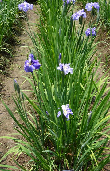 GKZ植物事典・シオカゼ（潮風）