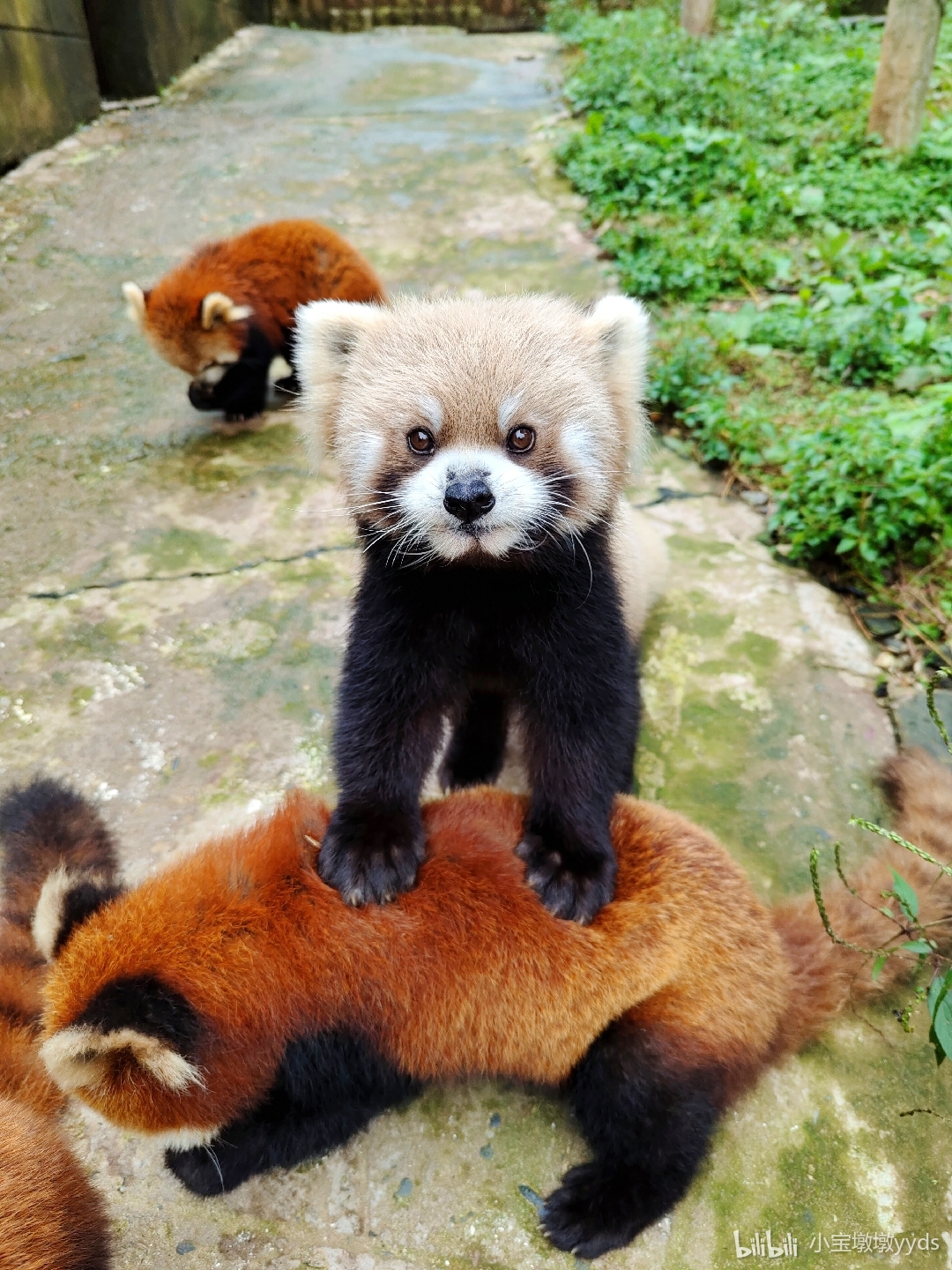 A rare greypanda : r/redpandas
