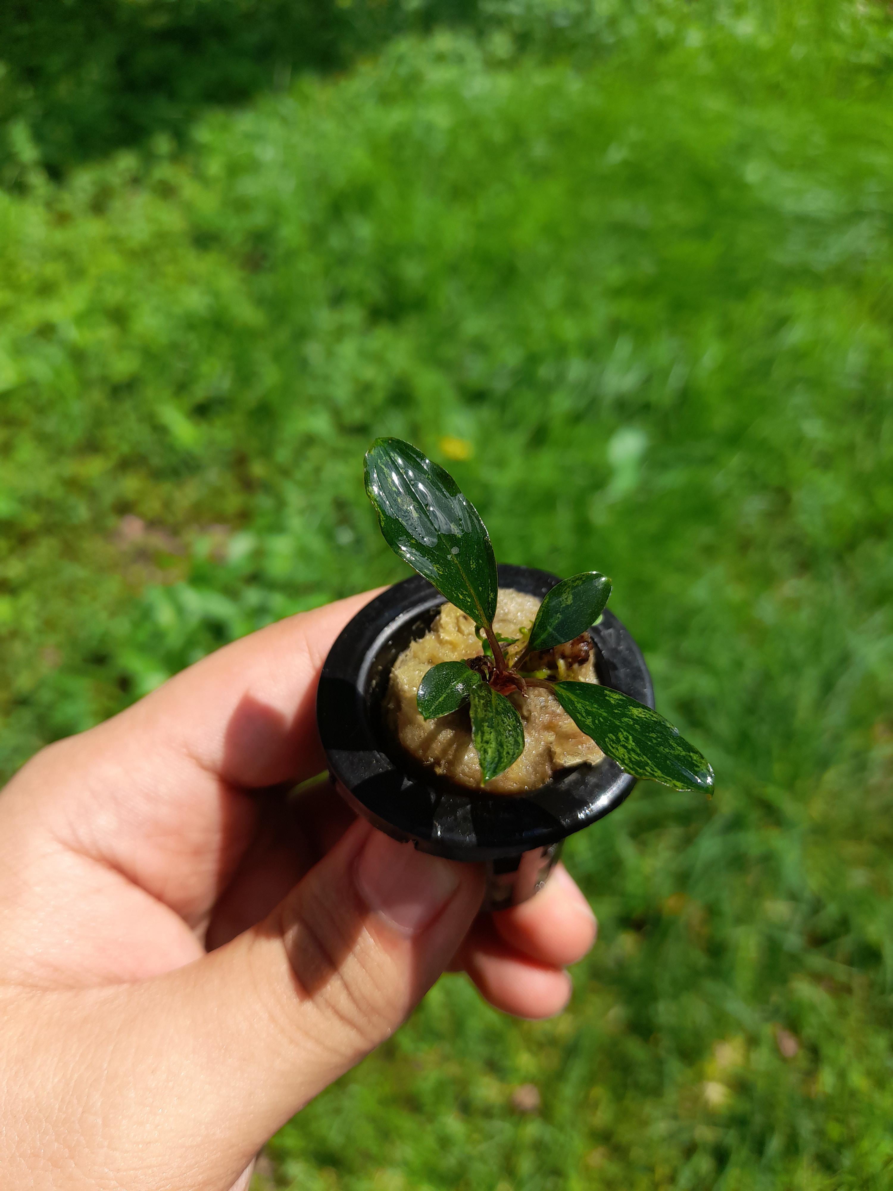 今日、すごくいい感じの斑入りのブセファランドラsp.スケルトンキング