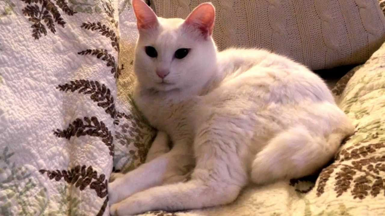 猫の洗顔&前足のお手入れ - YouTube