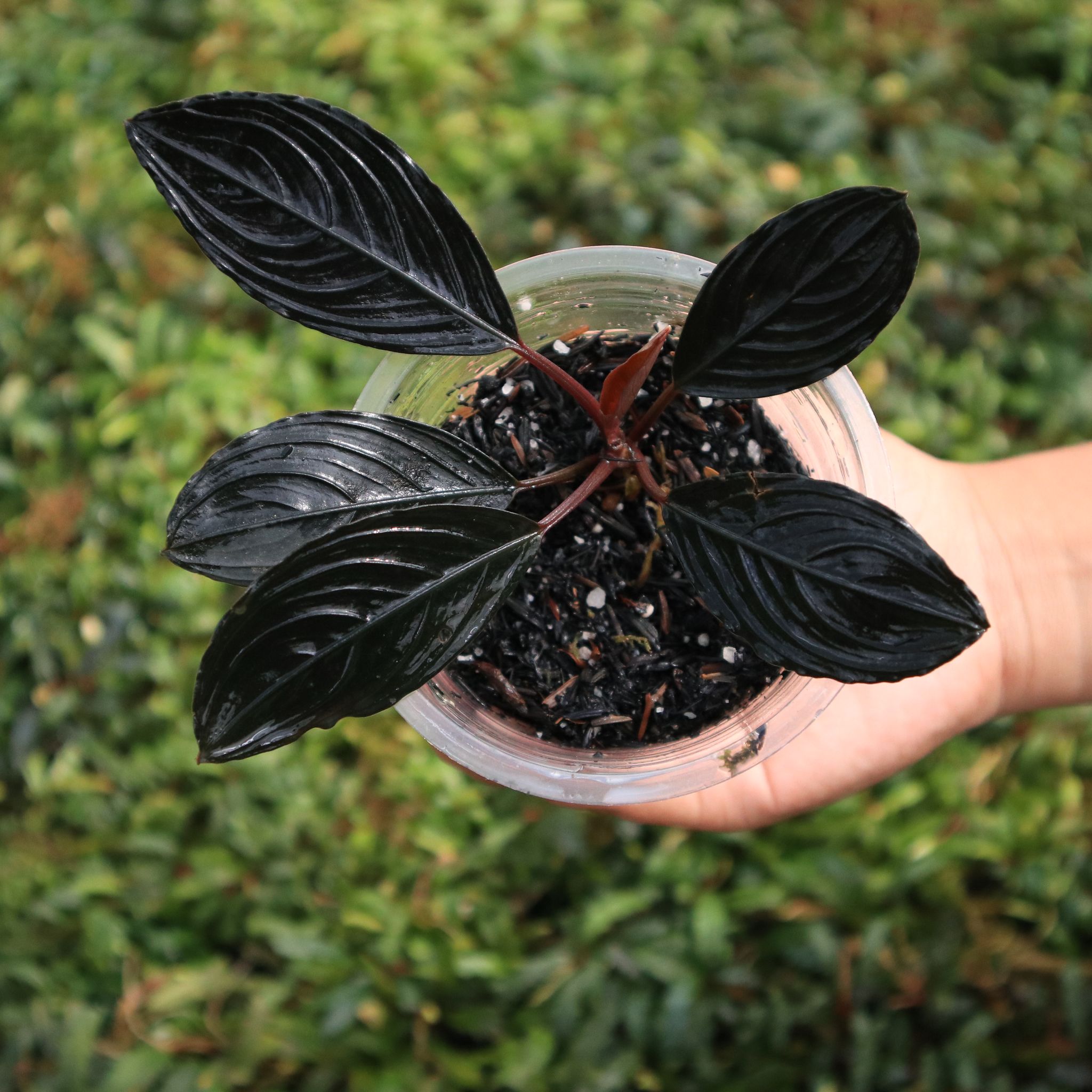 Bucephalandra Kishii Var Skeleton King - Borneo Aquatic