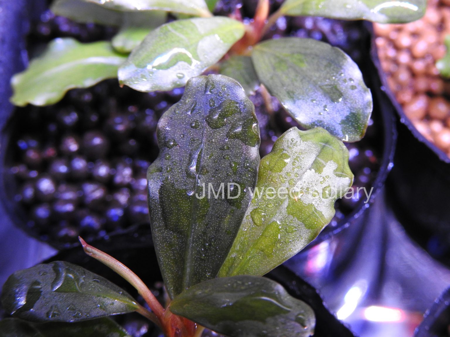 ブセファランドラspゴーストカリマンタン ブセファランドラspゴースト