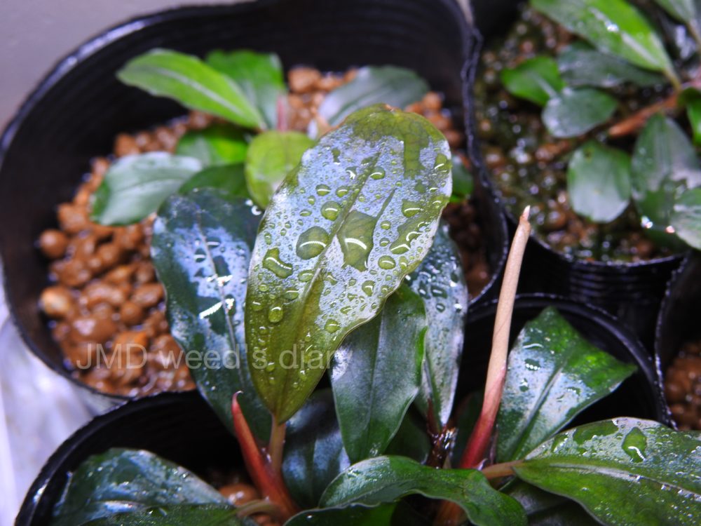 ブセファランドラ クダガン大量とプレモス ブセファランドラ クダガン