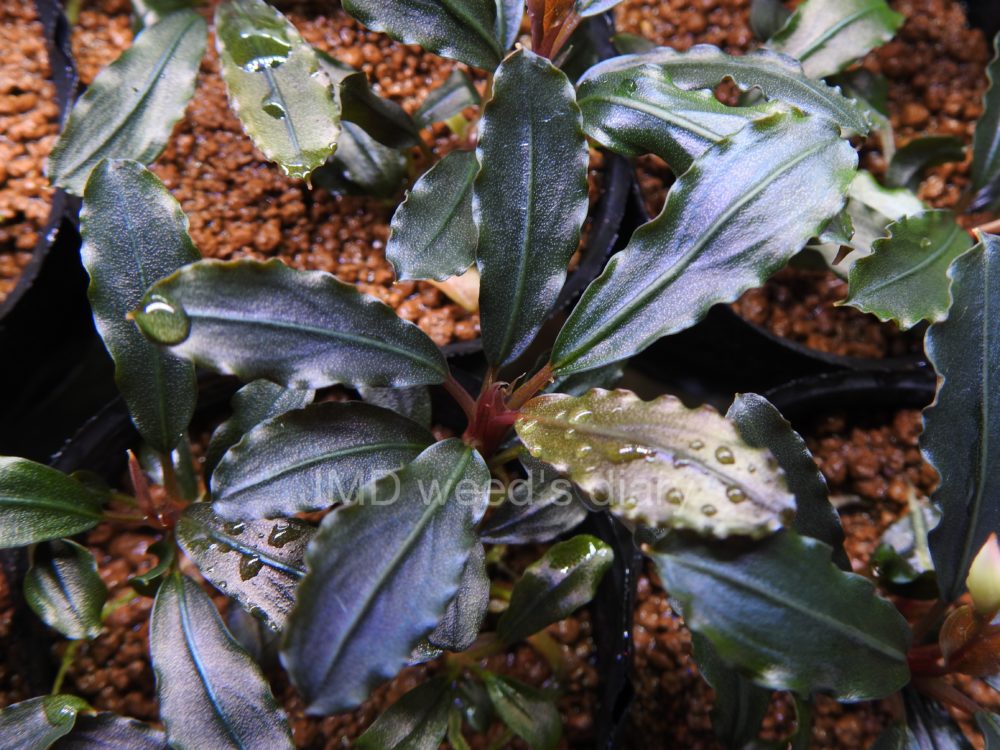 ア*イ様 ブセファランドラsp. Entikong Kab.Sanggau 20 ア*イ様