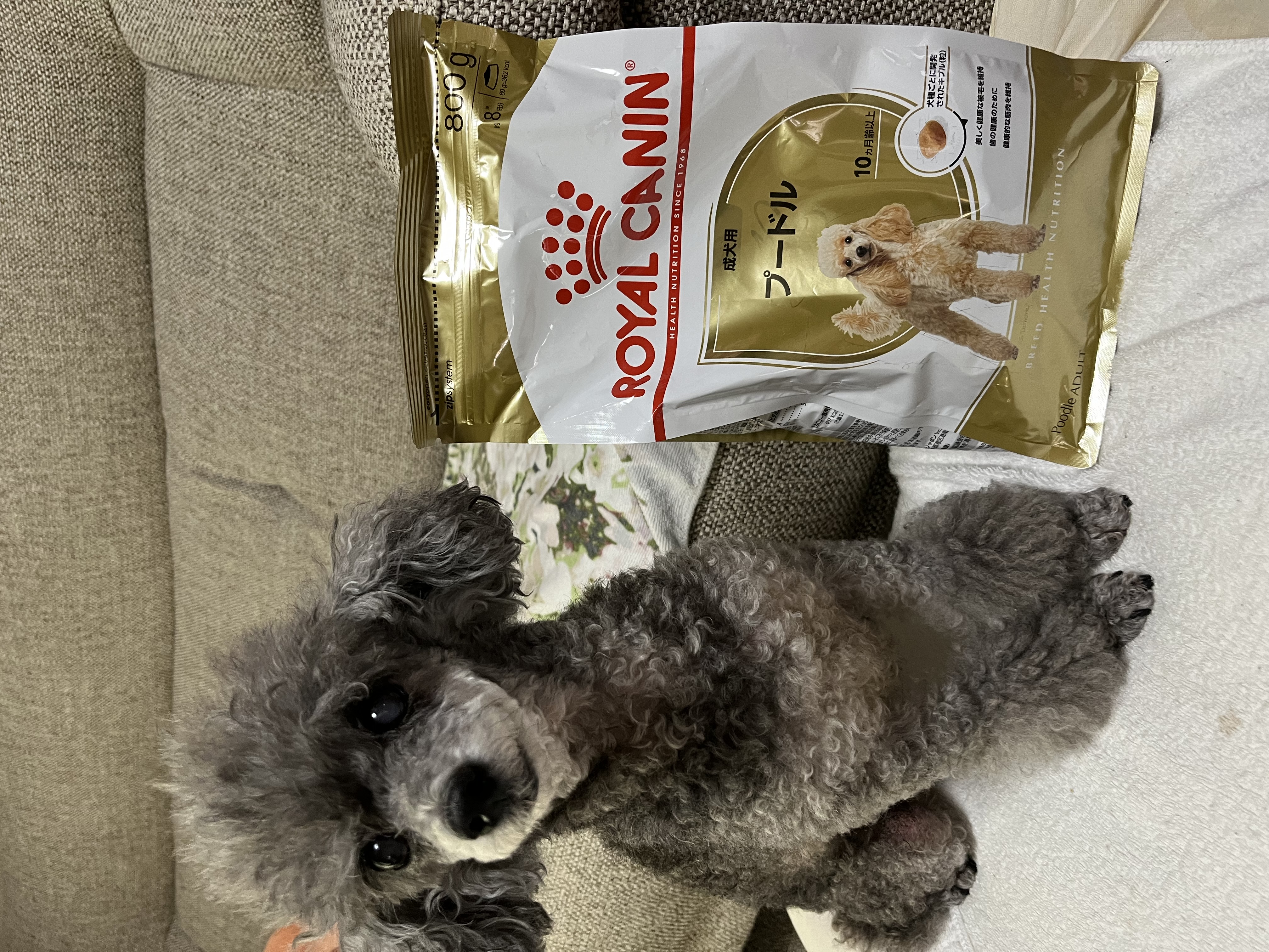 プードル ドライフード 15kg 2個セット ロイヤルカナン トイプードル