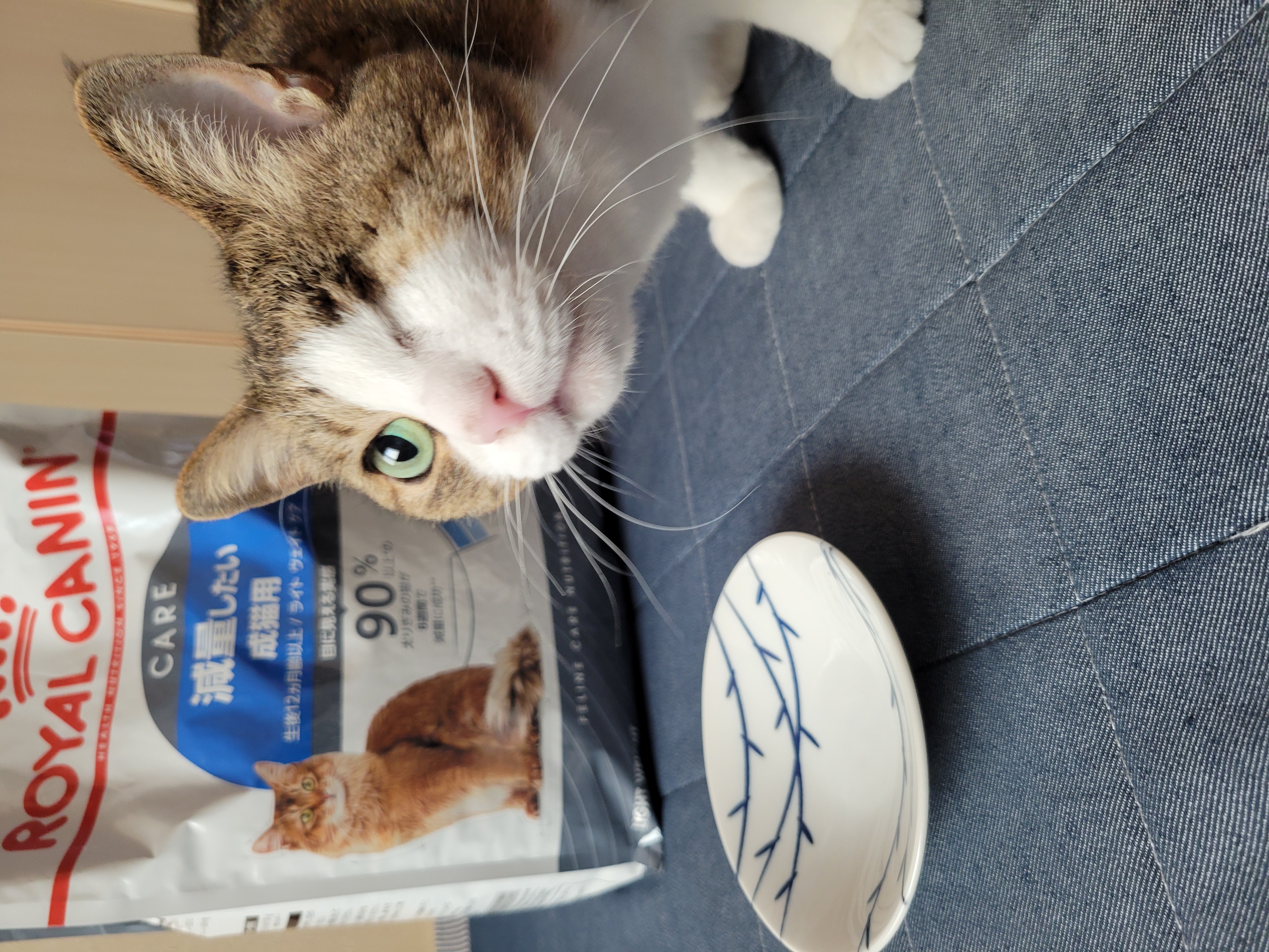 計10kg】エルモ ELMO キャットフード 成猫用 インドア