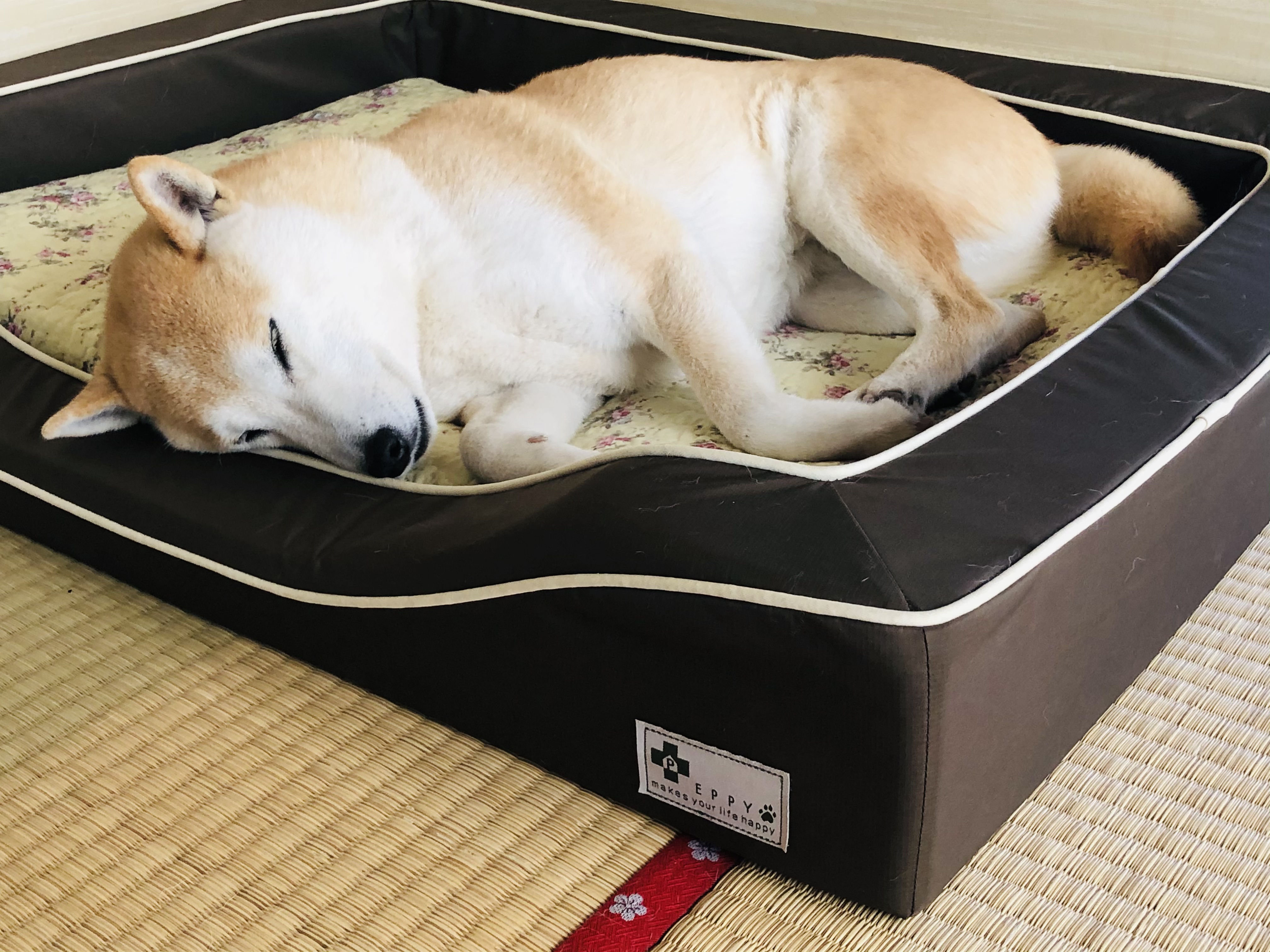 口コミ・レビュー｜スマートスクエアベッド・防水｜ 犬用ベッド