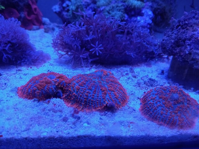 極美！！激レアスーパーレッドディスクコーラル