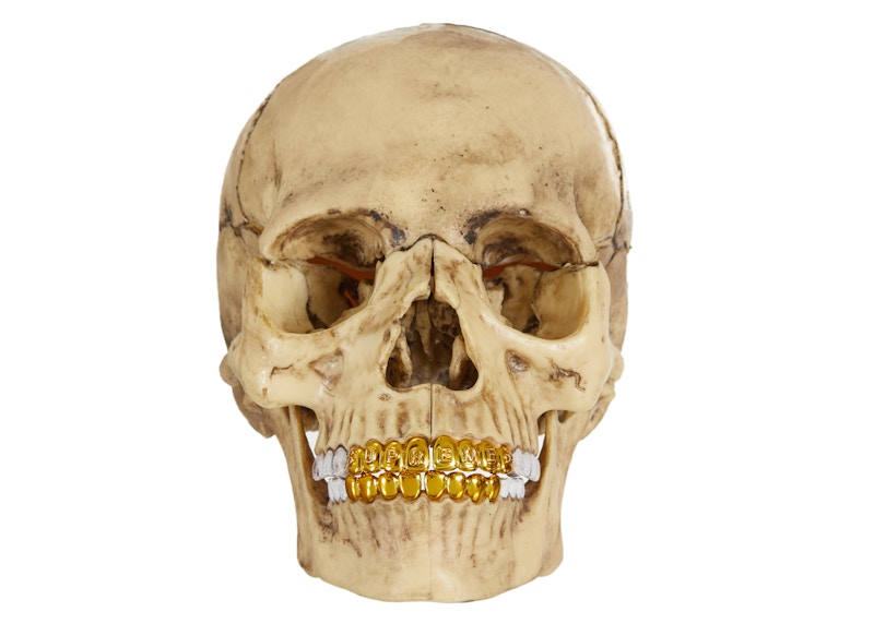 Supreme 4D Model Human Skull Natural - FW23 - US