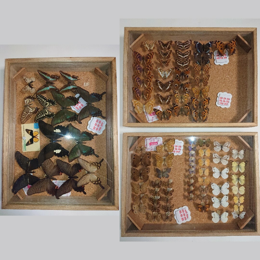 昆虫類 蝶 標本 3箱セット□大型標本箱 ドイツ箱 桐箱 展示
