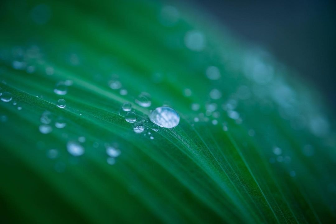 FUJIFILM XF60mmF2.4 R Macroを徹底解説。愛用者レビュー・作例付き