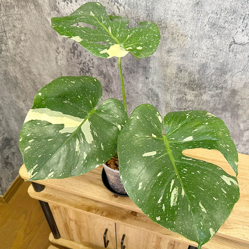 観葉植物】 モンステラ タイコンステレーション
