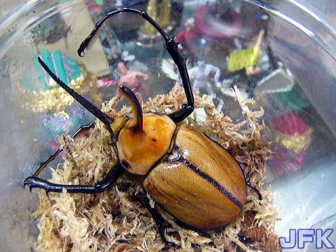 クワガタとカブト観察日記 ドルクスショップJFK