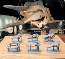 鯨の骨 e533d36ab439b85eb0bde1d277a872