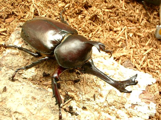 カブトムシ飼育用昆虫マット【完熟ビートルマット】販売