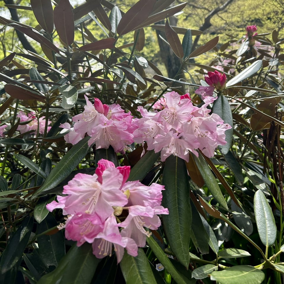 石楠花 開花！／久安寺公式サイト