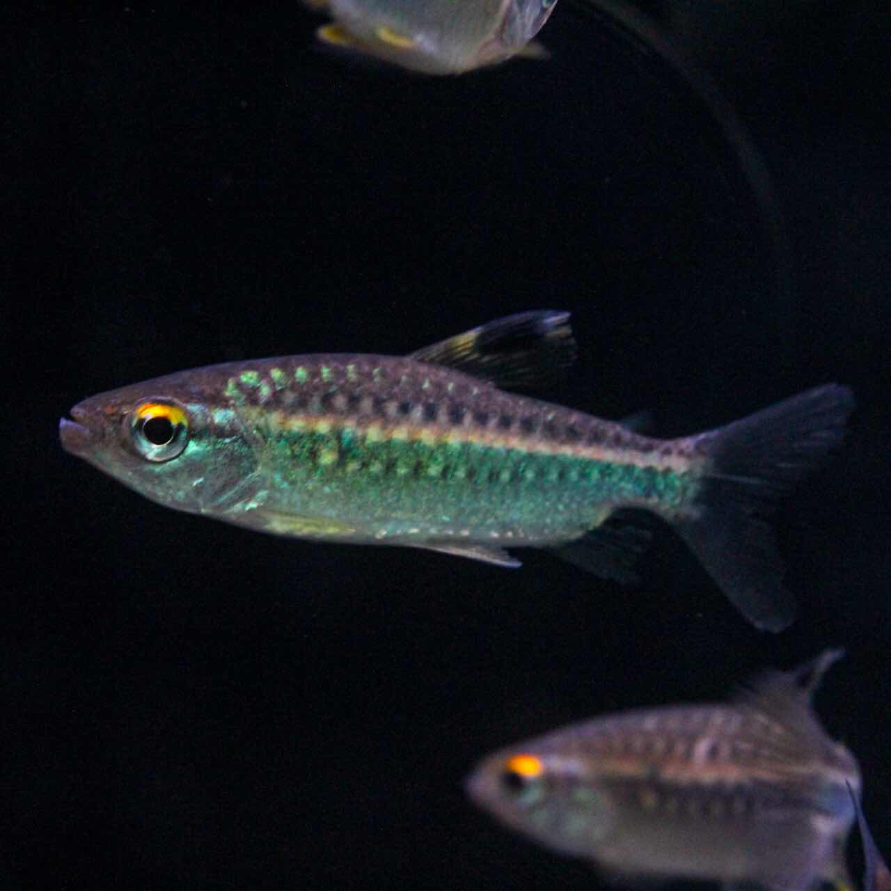 超レア・絶版・入手困難】ADA最初期型 グリーンバクター（ジャンク