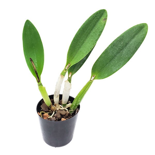 花なし株】 カトレア ラブキャッスル 'クレナイ' C.(Slc.)Love Castle