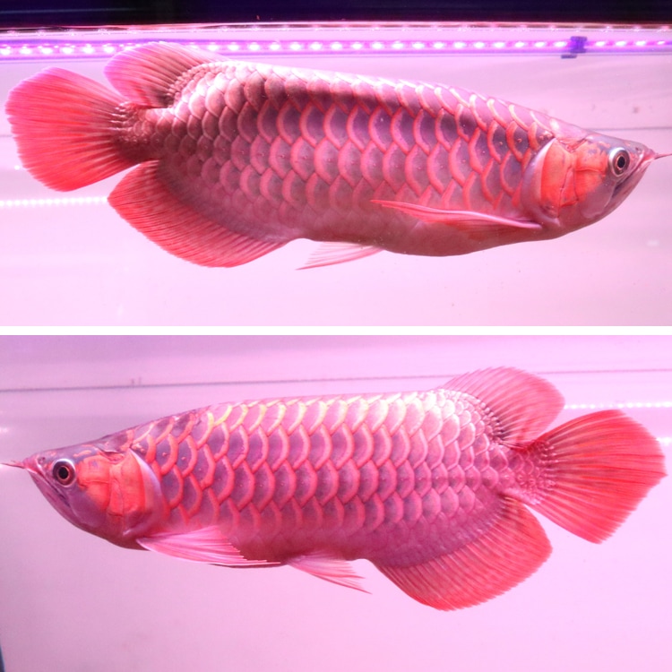 煌 紅龍用水中LEDライト 120cm水槽用 楽天市場】紅龍 スーパーレッド