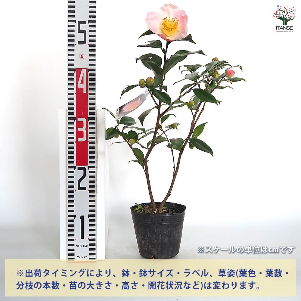椿(ツバキ)の苗木 越の香 【花木苗 4.5号／1個売り】｜ 【植物の
