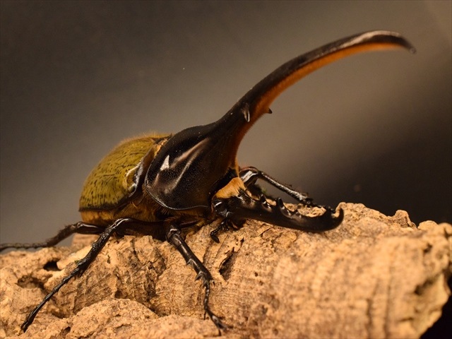 D.y ヘラクレスヘラクレス 1996年入荷野外品 D.y ヘラクレスヘラクレス