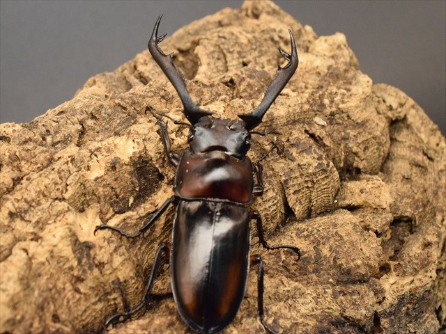 特大・良型 ディディエ−ルシカクワガタ♂野外標本 特大・良型