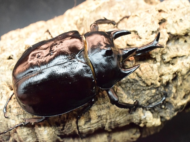 特大 アクティオンゾウカブト(レックスゾウカブト)標本