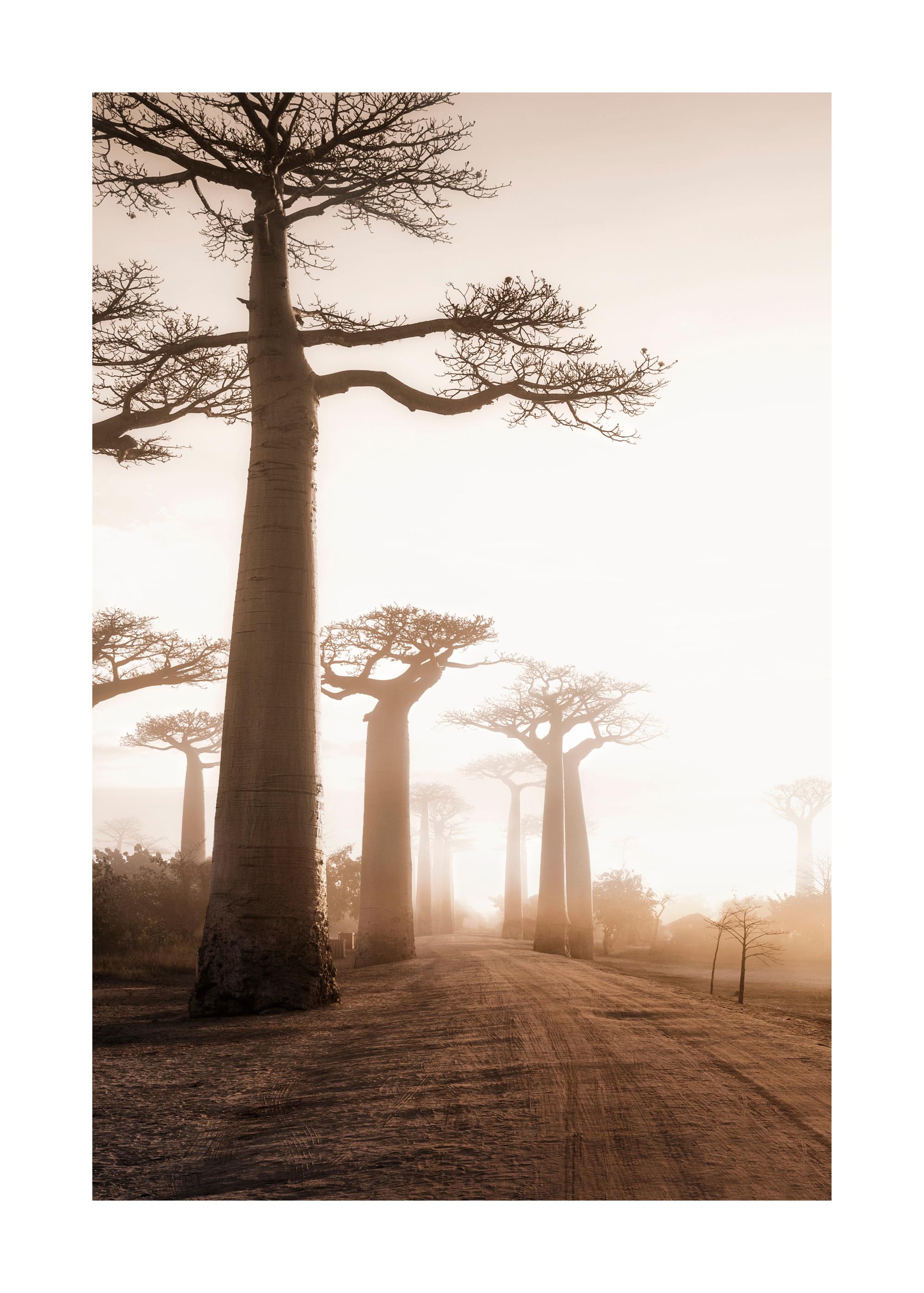 バオバブの木のアフリカ風景ポスター | Poster Store JP