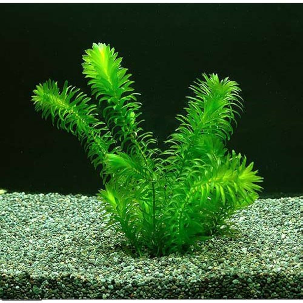 アナカリス オオカナダモ 1000本 アナカリス オオカナダモ 1000本