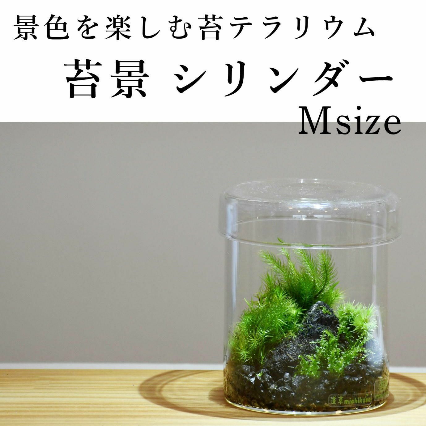ヒレ長専門店 テラリウム K85 催事イベント Terrariums(テラリウムス